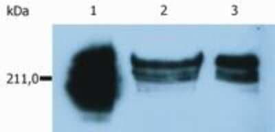 Western Blot: CD45RA Antibody (MEM-56)BSA Free [NB500-329]