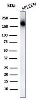 Western Blot: CD45RA Antibody (PTPRC/1131)Azide and BSA Free [NBP2-54336]