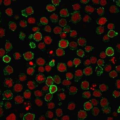 Immunocytochemistry/ Immunofluorescence: CD45RA Antibody (PTPRC/818) - Azide and BSA Free [NBP2-47957]