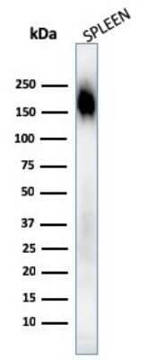 Western Blot: CD45RA Antibody (SPM568)Azide and BSA Free [NBP2-34802]