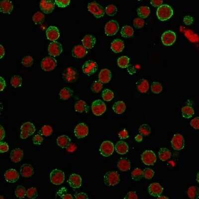 Immunocytochemistry/ Immunofluorescence: CD45RA Antibody (SPM568) [NBP2-32936]