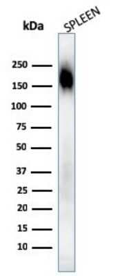 Western Blot: CD45RA Antibody (SPM568) [NBP2-32936]
