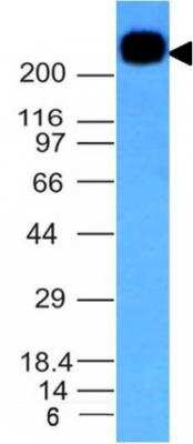 Western Blot: CD45RB Antibody (PTPRC/1132)Azide and BSA Free [NBP2-47958]