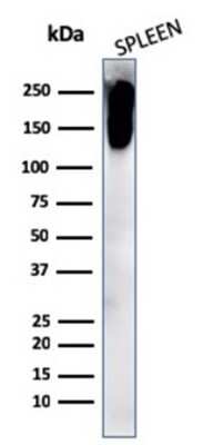 Western Blot: CD45RB Antibody (PTPRC/2877R)Azide and BSA Free [NBP3-08924]