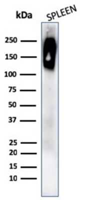 Western Blot: CD45RB Antibody (rPTPRC/1132) [NBP3-07166]