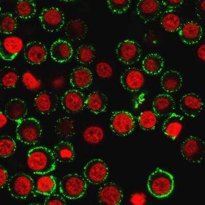 Immunocytochemistry/ Immunofluorescence: CD47 Antibody (IAP/964) [NBP2-44408]