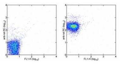 Flow Cytometry: CD47 Antibody (miap301) [NBP1-43407]