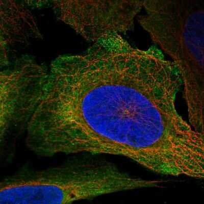 Immunocytochemistry/ Immunofluorescence: CD48/SLAMF2 Antibody [NBP2-55445]