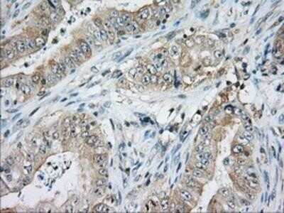 Immunohistochemistry-Paraffin: CD5 Antibody (OTI7A7) [NBP2-02690]
