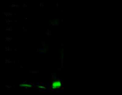 Western Blot: CD53 Antibody (004) [NBP2-90697]