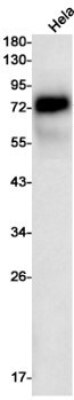 Western Blot: CD55/DAF Antibody (S01-7H4) [NBP3-19600]