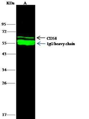 Immunoprecipitation: CD58/LFA-3 Antibody (085) [NBP2-90096]