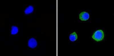 Immunocytochemistry/ Immunofluorescence: CD58/LFA-3 Antibody (TS2/9) - Azide and BSA Free [NBP2-22542]