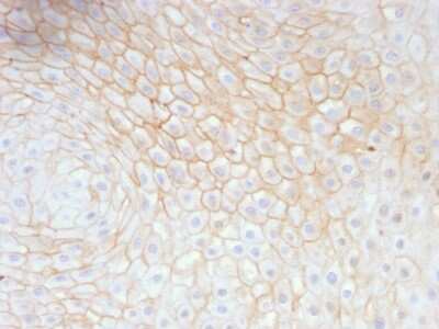 Immunohistochemistry-Paraffin: CD59 Antibody (MACIF/629) [NBP2-44700]