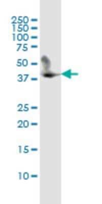 Western Blot: CD5L Antibody (1C8) [H00000922-M01]
