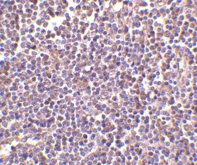 Immunohistochemistry-Paraffin: CD5L Antibody - BSA Free [NBP1-76700]