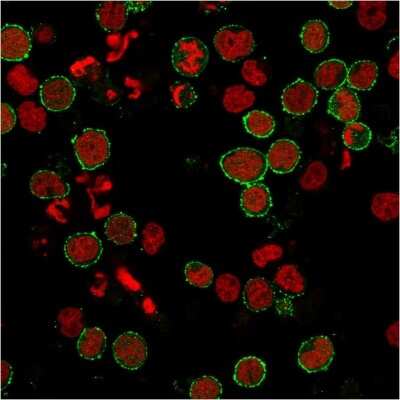 Immunocytochemistry/ Immunofluorescence: CD6 Antibody (C6/2884R) [NBP3-07555]
