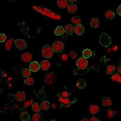 Immunocytochemistry/ Immunofluorescence: CD6 Antibody (C6/372) - Azide and BSA Free [NBP2-34584]