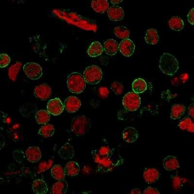 Immunocytochemistry/ Immunofluorescence: CD6 Antibody (C6/372) [NBP2-32827]