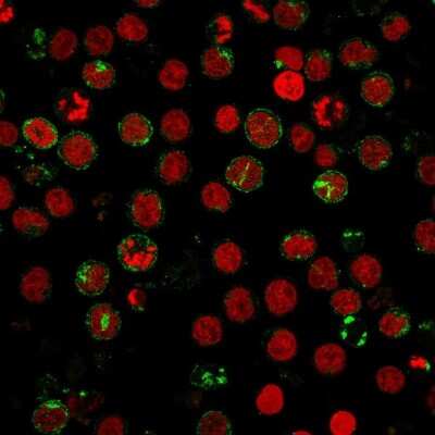 Immunocytochemistry/ Immunofluorescence: CD6 Antibody (SPV-L14) [NBP2-44556]