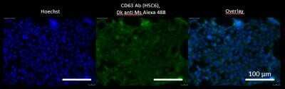 Immunocytochemistry/ Immunofluorescence: CD63 Antibody (H5C6) - Azide and BSA Free [NBP2-80654]