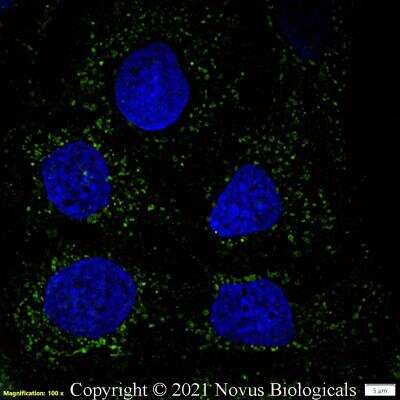 Immunocytochemistry/ Immunofluorescence: CD63 Antibody (H5C6) - BSA Free [NBP2-42225]
