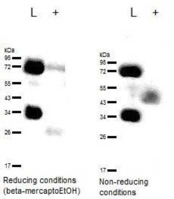 Western Blot: CD63 Antibody (H5C6)BSA Free [NBP2-42225]