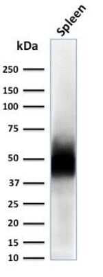 Western Blot: CD63 Antibody (LAMP3/2788)Azide and BSA Free [NBP2-78813]