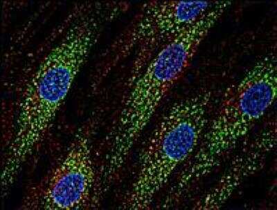 Immunocytochemistry/ Immunofluorescence: CD63 Antibody (MEM-259) - BSA Free [NB100-77913]