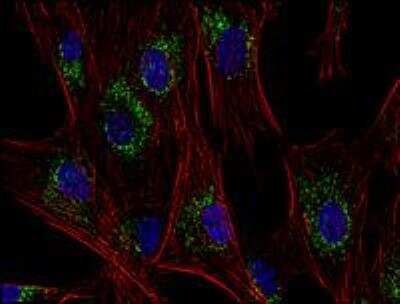 Immunocytochemistry/ Immunofluorescence: CD63 Antibody (MEM-259) - BSA Free [NB100-77913]