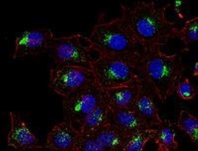 Immunocytochemistry/ Immunofluorescence: CD63 Antibody (MEM-259) - BSA Free [NB100-77913]