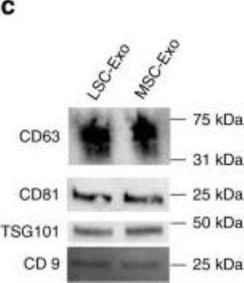 Western Blot: CD63 Antibody (MEM-259)BSA Free [NB100-77913]