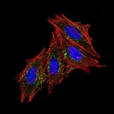Immunocytochemistry/ Immunofluorescence: CD63 Antibody (MX-49.129.5) [NBP2-32830]