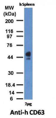 Western Blot: CD63 Antibody (MX-49.129.5) [NBP2-32830]