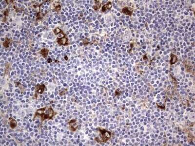 Immunohistochemistry: CD63 Antibody (OTI5E5) - Azide and BSA Free [NBP2-70380]