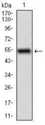 Western Blot: CD68/SR-D1 Antibody (3F7D3)BSA Free [NBP2-37265]