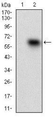 Western Blot: CD68/SR-D1 Antibody (3F7D3)BSA Free [NBP2-37265]