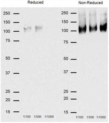 Western Blot: CD68/SR-D1 Antibody (FA-11)BSA Free [NBP2-33337]