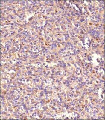 Immunohistochemistry-Paraffin: CD68/SR-D1 Antibody (KP1) - BSA Free [NB100-683]