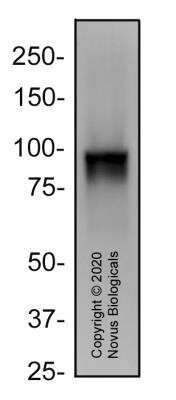 Western Blot: CD68/SR-D1 Antibody (KP1)BSA Free [NB100-683]