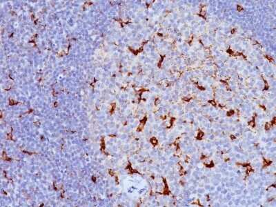 Immunohistochemistry-Paraffin: CD68/SR-D1 Antibody (LAMP4/824) - IHC-Prediluted [NBP2-48024]