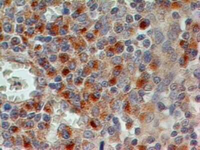 Immunohistochemistry-Paraffin: CD69 Antibody (15B5G2) - BSA Free [NBP2-25236]