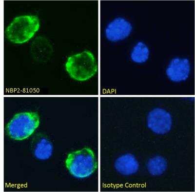 Immunocytochemistry/ Immunofluorescence: CD7 Antibody (3A1E) - Chimeric - Azide and BSA Free [NBP2-81050]