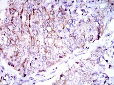 Immunohistochemistry-Paraffin: CD7 Antibody (4D4F8) - BSA Free [NBP2-37367]