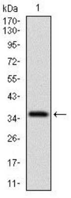Western Blot: CD7 Antibody (4D4F8)BSA Free [NBP2-37367]