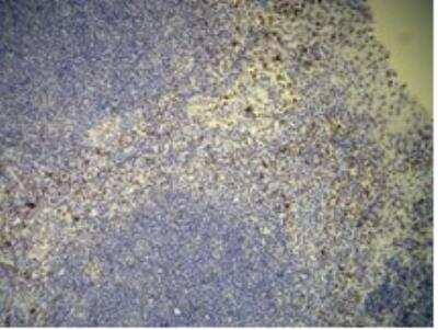 Immunohistochemistry-Paraffin: CD7 Antibody (C21-Q) [NBP1-79080]