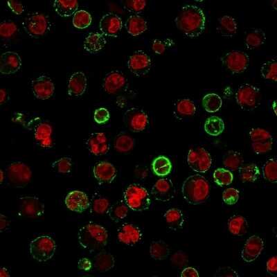 Immunocytochemistry/ Immunofluorescence: CD74 Antibody (CLIP/813) [NBP2-44990]