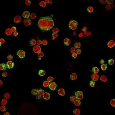 Immunocytochemistry/ Immunofluorescence: CD74 Antibody (LN-2) - Azide and BSA Free [NBP2-33088]