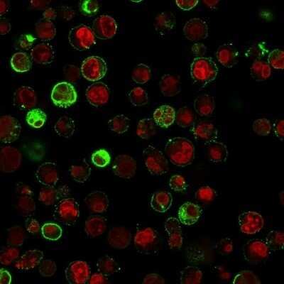 Immunocytochemistry/ Immunofluorescence: CD74 Antibody (SPM523) - Azide and BSA Free [NBP2-34778]