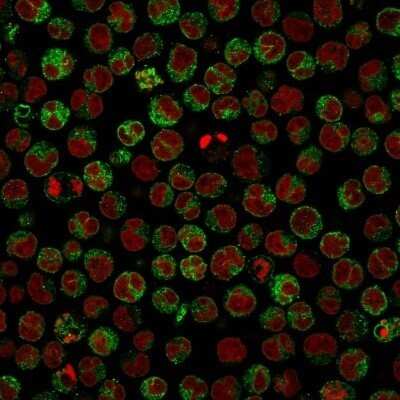 Immunocytochemistry/ Immunofluorescence: CD79A Antibody (HM47/A9) - Azide and BSA Free [NBP2-34637]